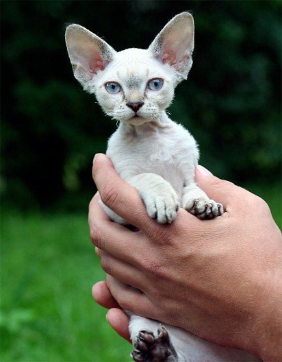 Small Devon Rex kitten