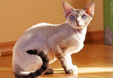 Devon Rex