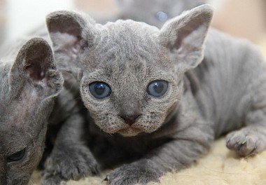 Devon Rex