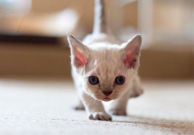 Devon Rex