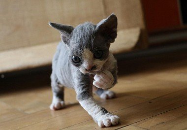 Devon Rex