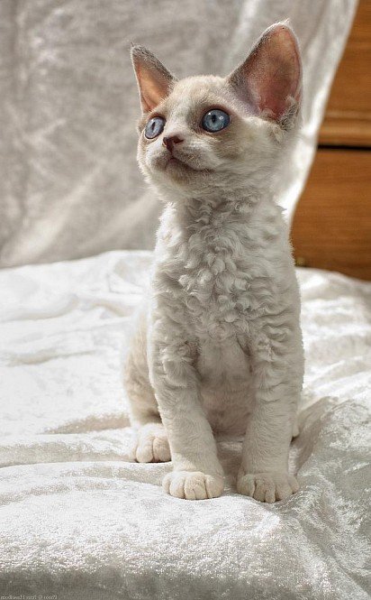 Devon Rex Kitten