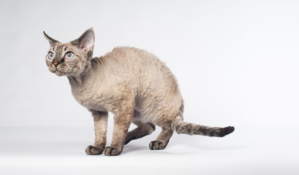 Devon Rex