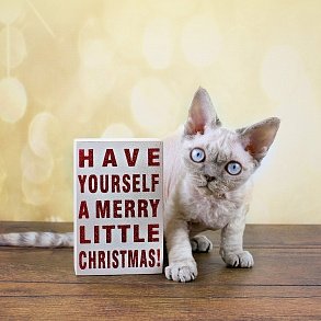 Devon Rex