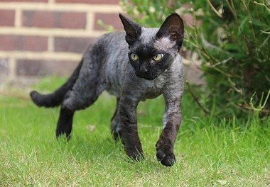 Devon Rex