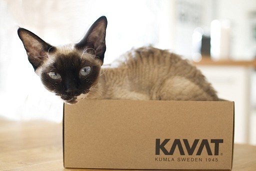 Devon Rex in a box