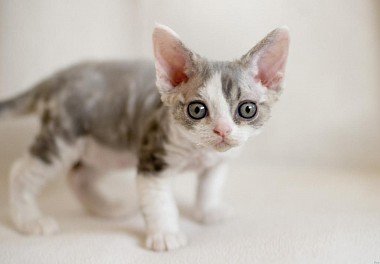 Devon Rex