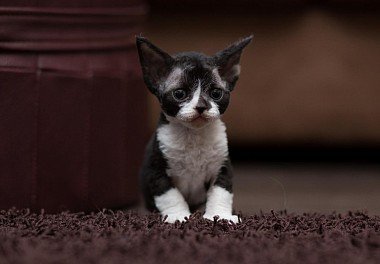 Devon Rex