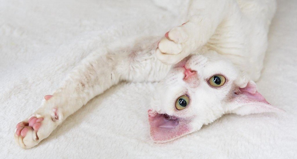 White Devon Rex with pink paws