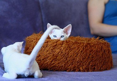 Devon Rex