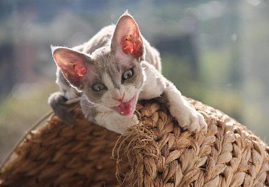 Devon Rex