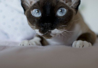 Devon Rex