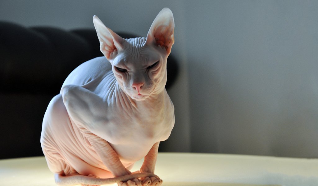 Don Sphynx