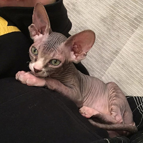 Don Sphynx