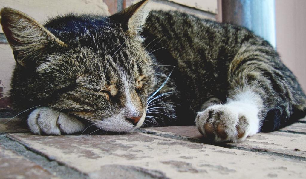 European Shorthaired Cat