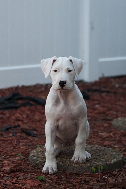 Argentine Dane Puppy