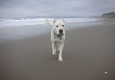 Argentine Dane