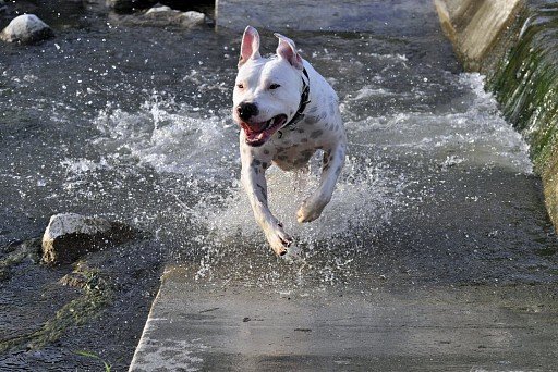 Argentine Dog