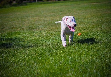 Argentine Dane