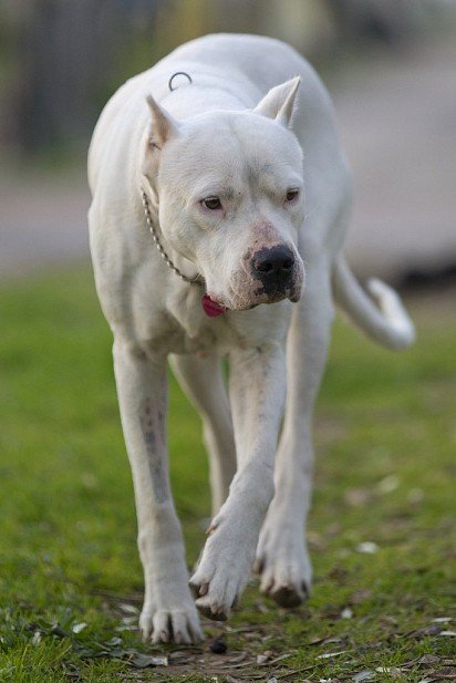 Argentine Dog