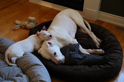 Argentine Dane puppy with mom