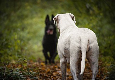 Argentine Dane