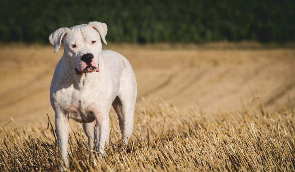 Argentine Dog