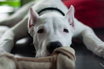 Argentine Dog rests