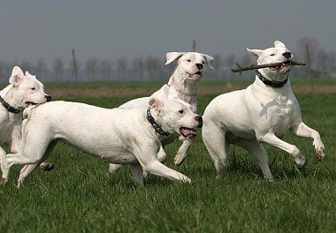 Argentine Dane