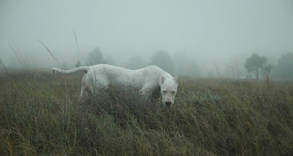 Argentine Dog in the Fog