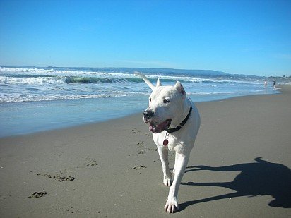 Argentine Dane with bought ears