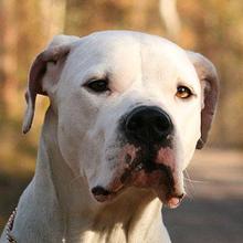 Great Dane of Argentina