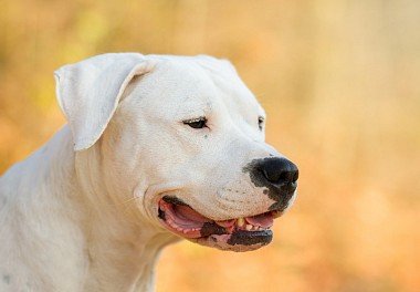 Argentine Dane