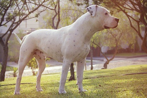 Argentine Dog