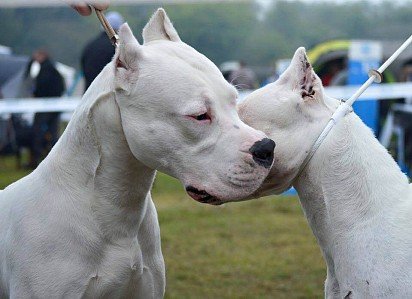 Dogs on display