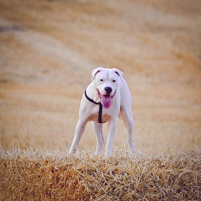 Argentine Dog