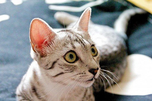 Egyptian Mau