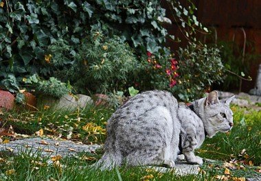 Egyptian Mau