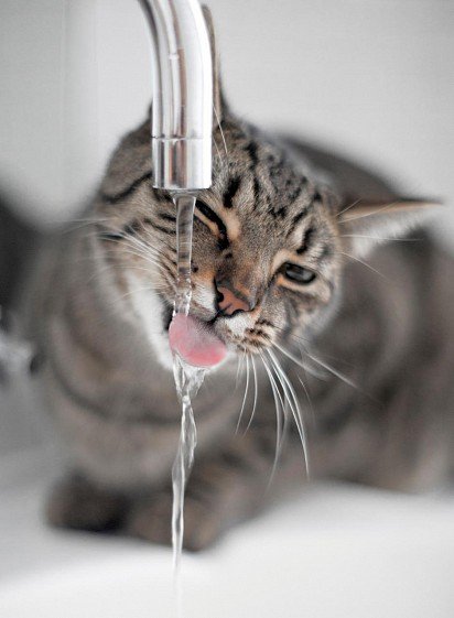 Egyptian Mau drinks tap water