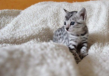 Egyptian Mau