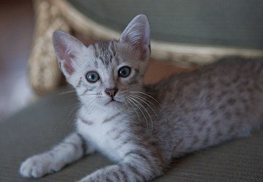 Egyptian Mau