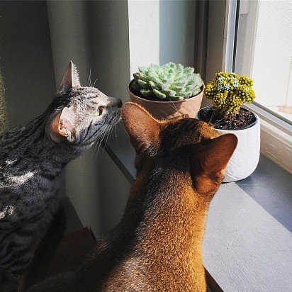 Egyptian Mau with Abyssinian cat