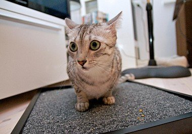 Egyptian Mau