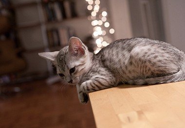 Egyptian Mau