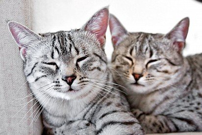 Kitties resting