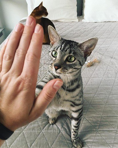 High Five! 