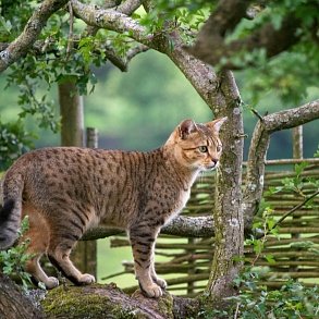 Egyptian Mau