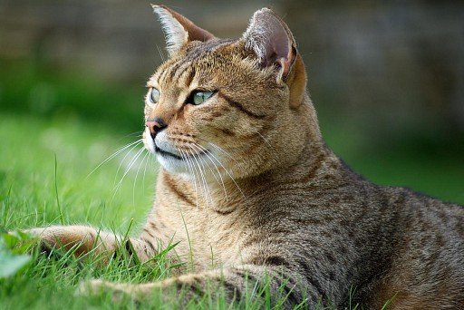 Egyptian Mau