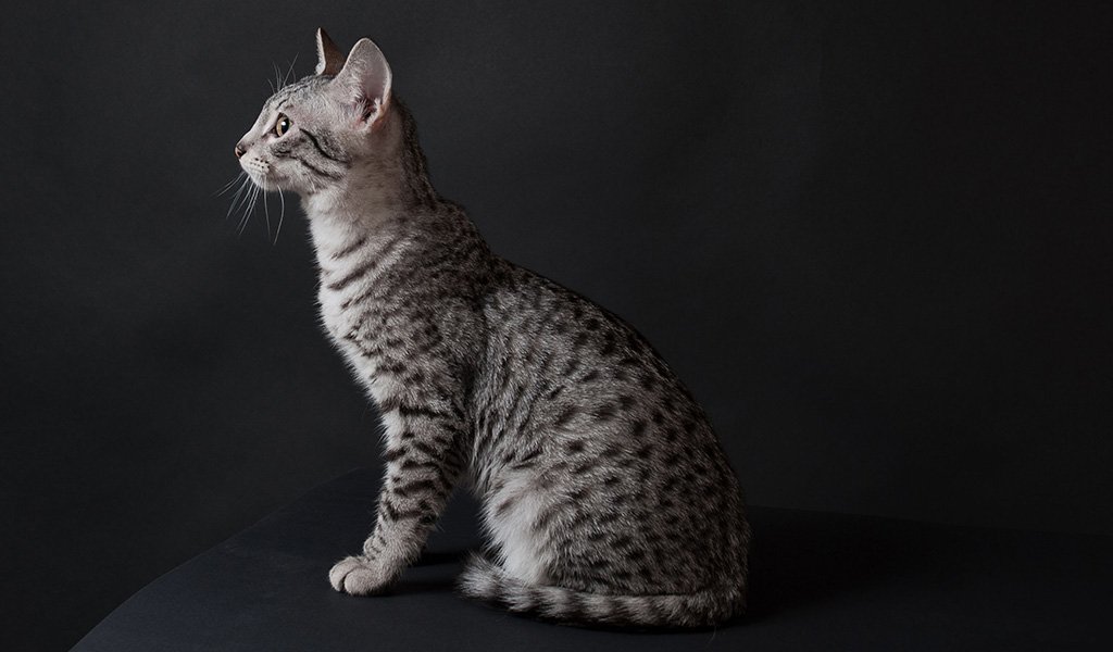 Egyptian Mau