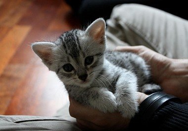 Egyptian Mau